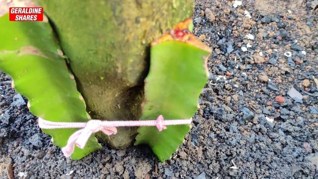 HOW TO GROW DRAGON FRUIT | Step By Step Guide For Beginners смотреть онлайн