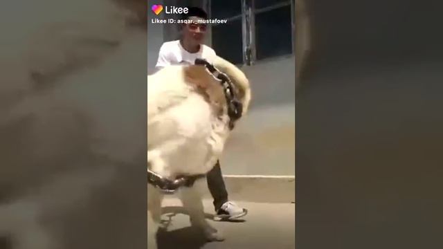 Самий кашмар сабака смотреть онлайн