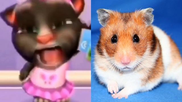 Том оценивает хомяков смотреть онлайн