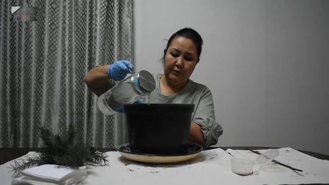 шыршаны бұтақтан егу из ветки сажаем ёлку смотреть онлайн