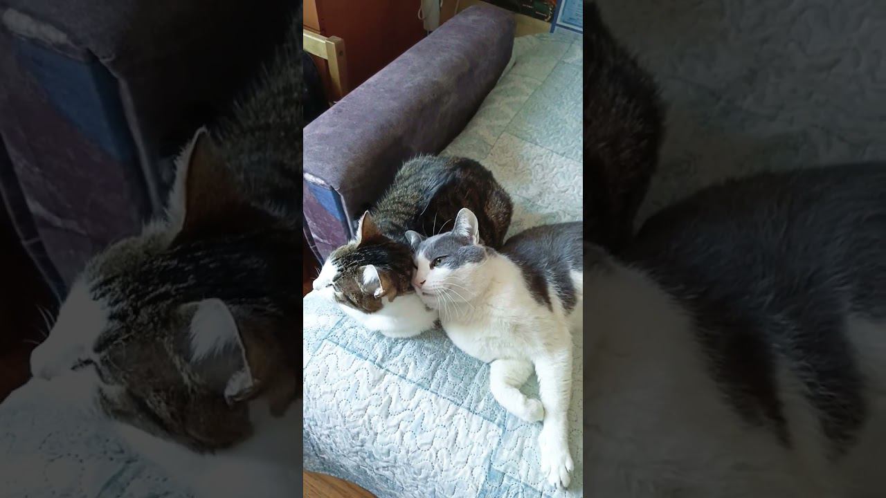 Состояние души#мурзик #приколы #котики #питомец #лайк #котик #кот #любовь #юмор #мурка #пятница смотреть онлайн