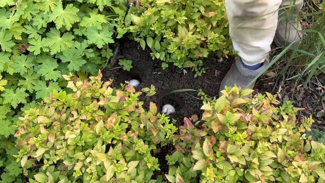 Секреты посадки луковичных🍀 Мама в гостях🍀Удобрение для газона🍀 Осенние пресадки🍀Яркая осень в саду смотреть онлайн