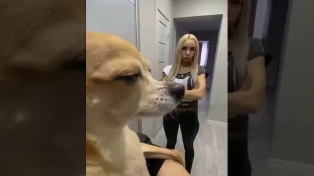Смотри какая обезьяна смотреть онлайн