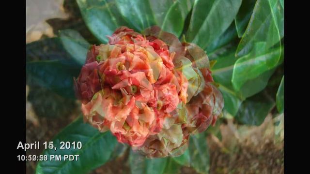Rhododendron Bloom Opens смотреть онлайн