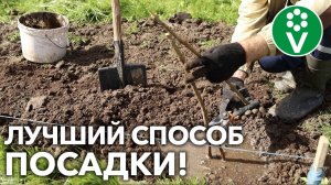 САЖАЙТЕ МАЛИНУ В ТРАНШЕИ – и она не будет разрастаться по всему участку!