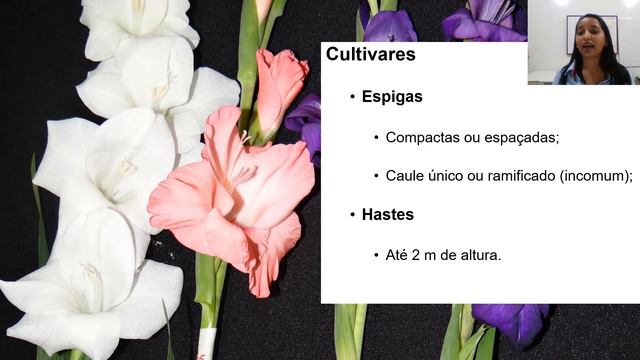 Gladíolos: uma cultura de grande importância смотреть онлайн