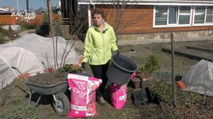 Сажайте рододендроны только так -100% успех