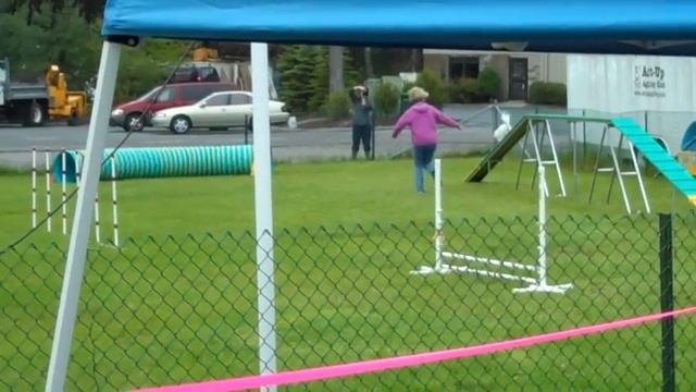 Sadie the Bichon Bullet - agility смотреть онлайн