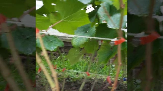 Виноград в Приморском крае! Кишмиш Юпитер, открытый грунт на 30.08.22г смотреть онлайн