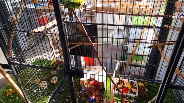 Попугай - это не только порция милоты в доме... (видео 597) смотреть онлайн