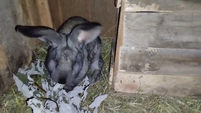 Урааа🎉 Новый кролик в моем хозяйстве! Кто же это? Знакомство с Матильдой🐰#кролики#реки #врек #клетк смотреть онлайн