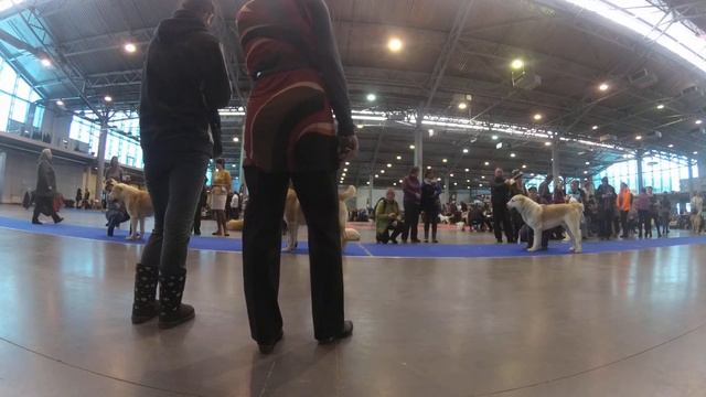 26.01.2019 Моно САО СПб Лахита Т. Класс Чемпионы, кобели ,сравнение на ЛК смотреть онлайн