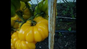 Томат Флорентийская красавица