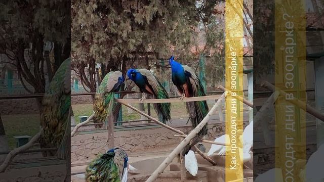 Каждодневная жизнь Ташкентского зоопарка #Ташкентскиӣзоопарк#Tashkent#Uzbekistan смотреть онлайн