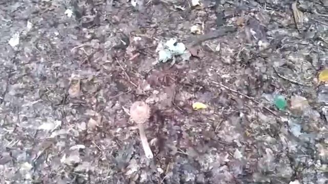 Первые волнушки, белые и другие грибы. смотреть онлайн