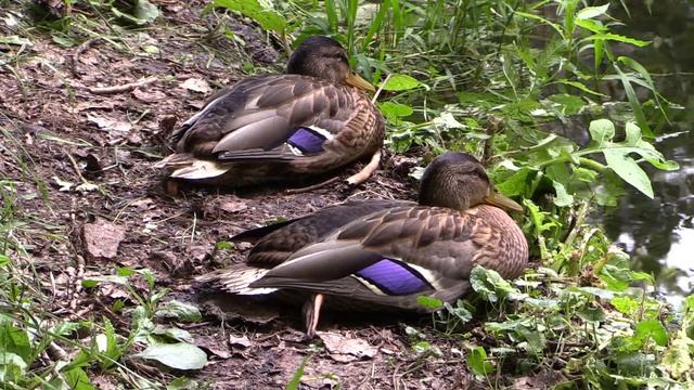 Olanesti rate pe lacul termal 1 - Canon Legria HF G30 смотреть онлайн