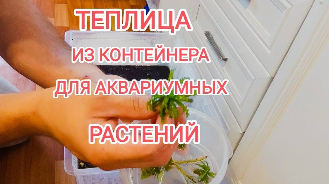 Теплица для аквариумных растений из контейнера в домашних условиях смотреть онлайн