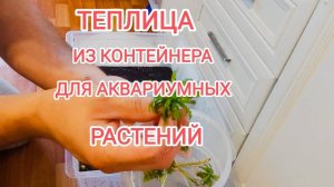 Теплица для аквариумных растений из контейнера в домашних условиях
