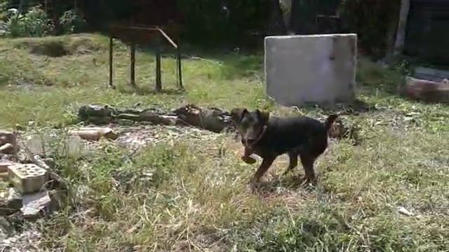 ягд, кольцо и послушание смотреть онлайн