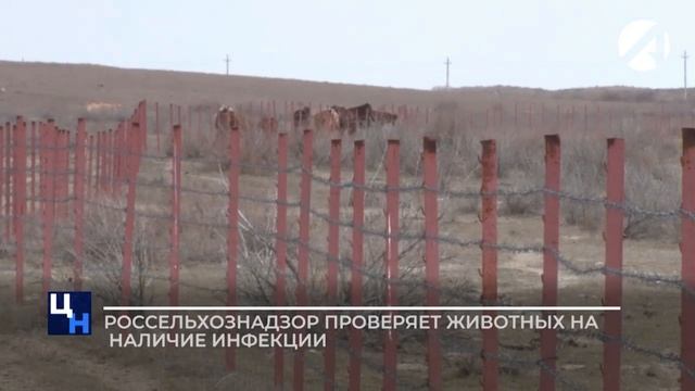 В Казахстане, ухудшилась обстановка инфекционных заболеваний животных. смотреть онлайн