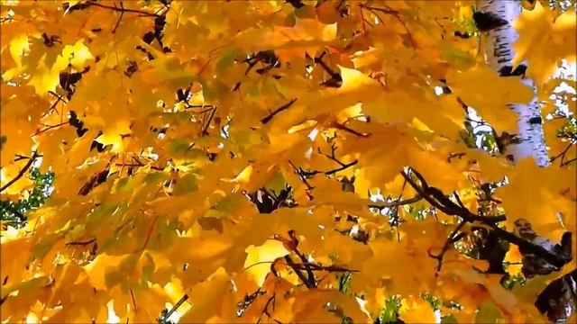 Кружились листья в ритме вальса смотреть онлайн