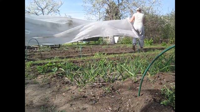 Посадка помидор под укрывной материал. смотреть онлайн