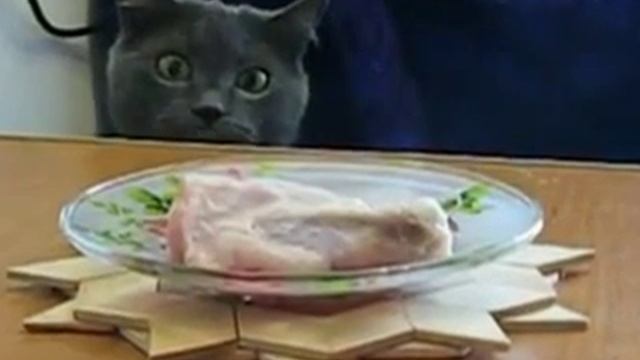 Кошка и Шеба!Прикол))) смотреть онлайн