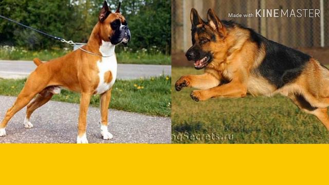 Немецкая овчарка против Немецкого боксера. Собаки. Батл собак. смотреть онлайн