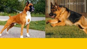 Немецкая овчарка против Немецкого боксера. Собаки. Батл собак.