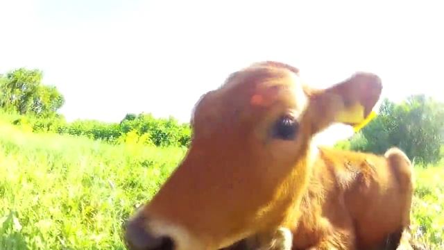 Тюмень Голубые озера Казахстана смотреть онлайн
