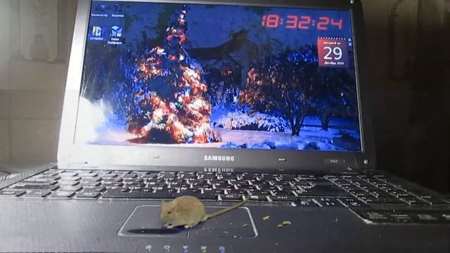 Мышь на клавиатуре смотреть онлайн