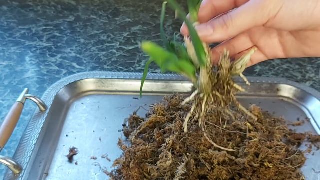 Самая простая орхидея в Уходе/ пересаживаю из мха в Новый смешанный субстрат #дендрофаленопсис смотреть онлайн