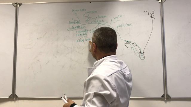 V пара ЧМН. Анатомия тройничного нерва. Anatomy of the trigeminal nerve смотреть онлайн