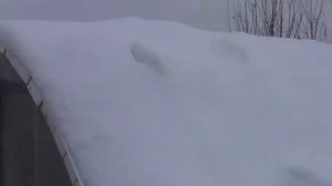 успешная зимовка пчел в теплице ч.3