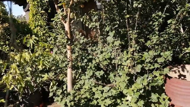 Персики в Сибири. Алтайские персики. смотреть онлайн