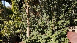 Персики в Сибири. Алтайские персики.