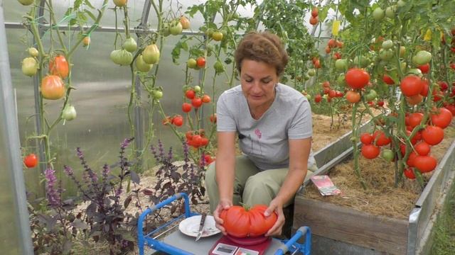 Томаты как арбуз! смотреть онлайн