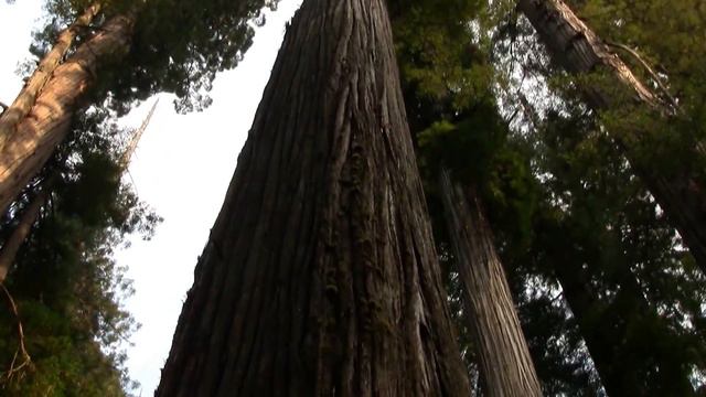 Redwood Primary Forest-3. Секвойи-3 (2088sp) смотреть онлайн