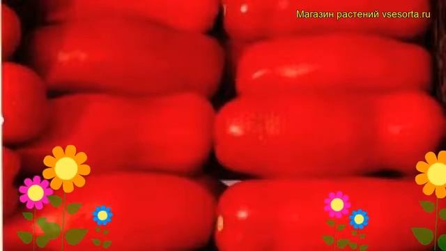 Томат обыкновенный Веселый гном. Краткий обзор, описание характеристик, где купить семена смотреть онлайн