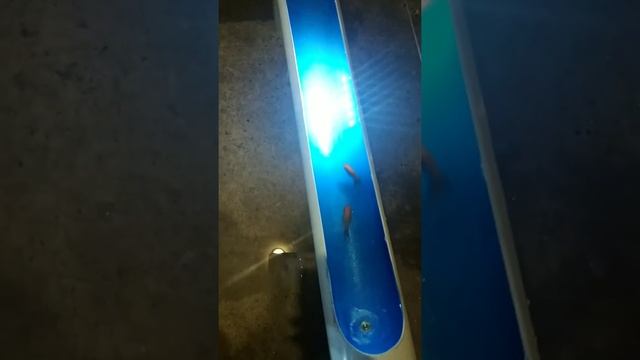 аквариум из канализационных труб смотреть онлайн