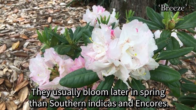 Hammond Highlight of the Month: Southgate Rhododendrons смотреть онлайн