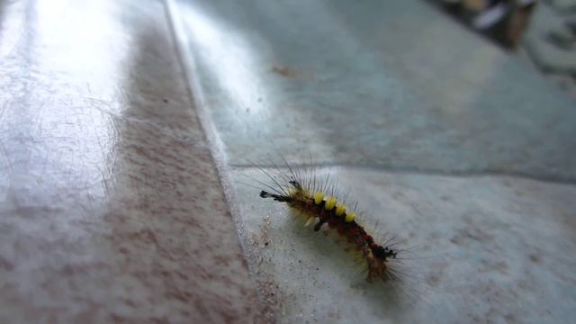 Гусеница на даче смотреть онлайн