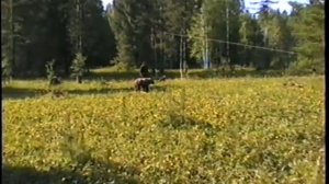 испытания  лаек  по  медведю