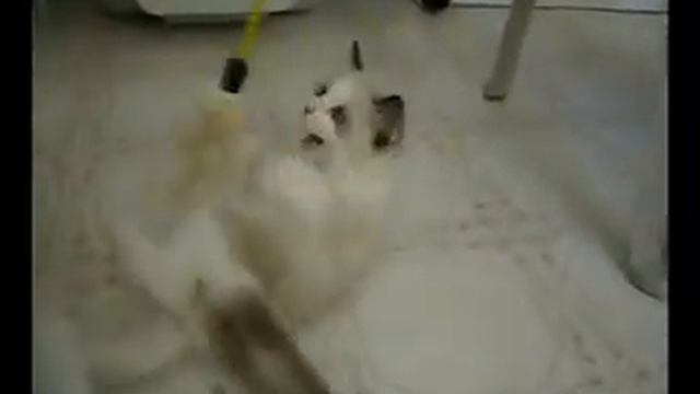 Future Ninja Master COLBY as 8 week Ragdoll kitten kicks littermate смотреть онлайн
