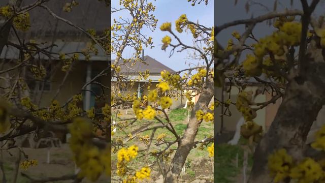 Сезон начался смотреть онлайн