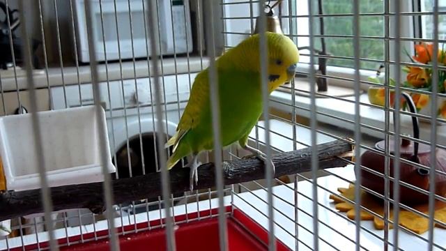 Как ЗАГНАТЬ ПОПУГАЯ в клетку//Уход за волнистым попугаем//Птицы смотреть онлайн