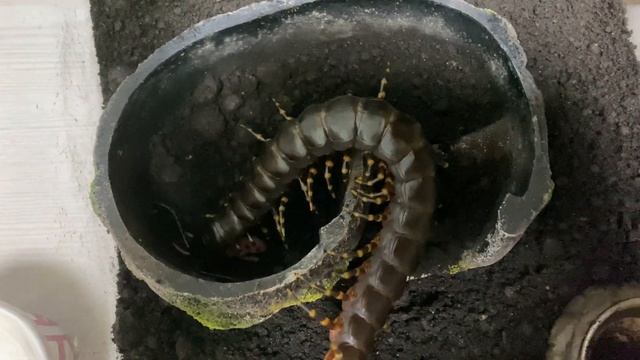 Scolopendra gigantea black form feeding mice смотреть онлайн