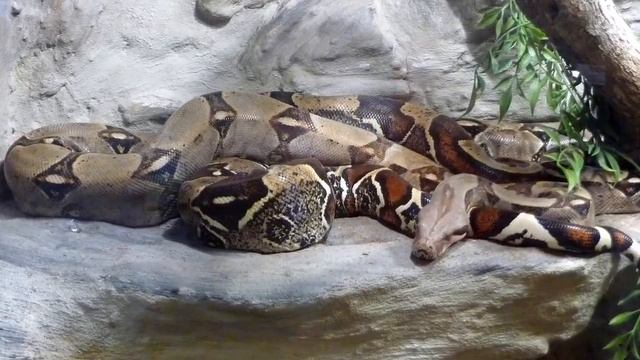 Топ 10 самых крупных, больших змей в мире смотреть онлайн