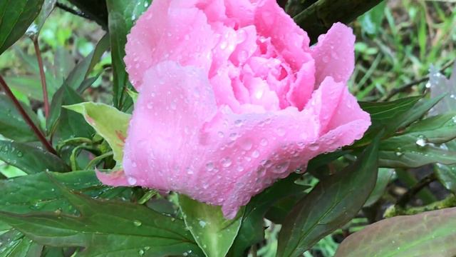 Pivoine arbustive de Chine 'Paeonia suffruticosa' Elle ose la soie rose. смотреть онлайн