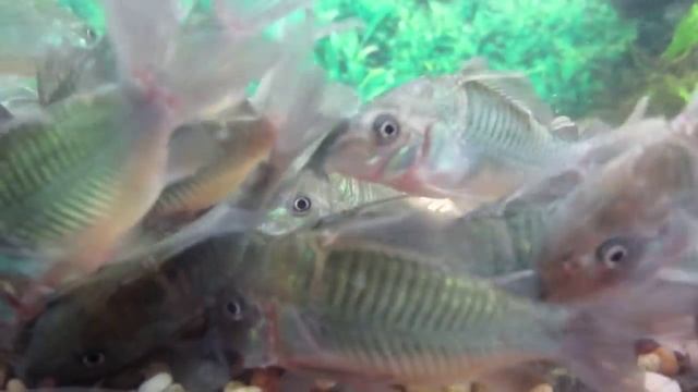 FANTASY AQUATICS - Emerald corydoras (Brochis Splendens) Feeding Frenzy смотреть онлайн